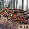 Premium Birken-Stammholz 30–33 cm – Ganze oder Halbe LKW-Ladung