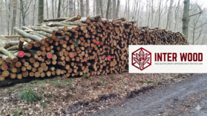 Buchen-Stammholz 30–33 cm – 40 RM – Ganze oder Halbe LKW-Ladung